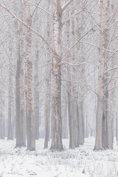 Тополь стволы природного фона зимнее издание — стоковое фото