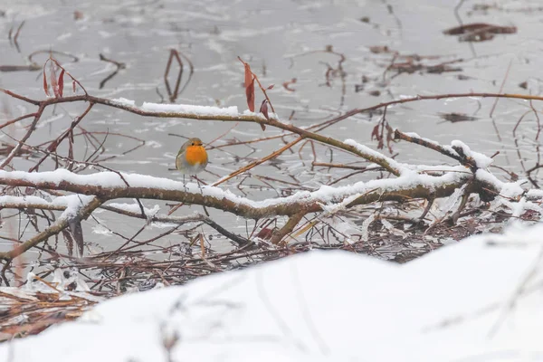 可爱的鸟欧洲罗宾, 罗德波斯特白雪和冰冻的池塘. — 图库照片