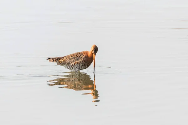 Svartstjärtad Godwit (Limosa limosa) vadare fågel födosök i ska — Stockfoto