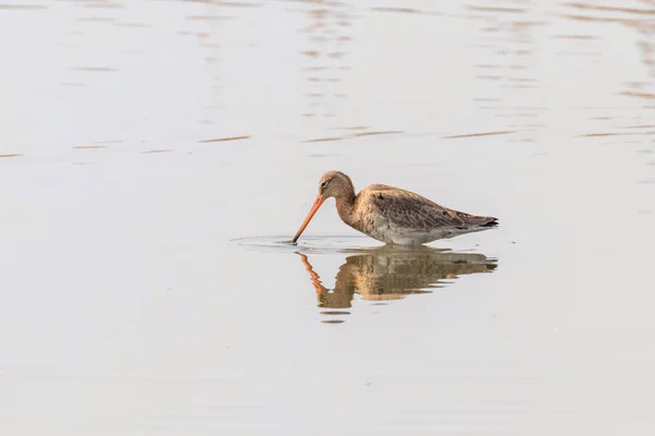 Black Tail Godwit (Limosa limosa) Wader Bird Foraging in shall — Fotografia de Stock