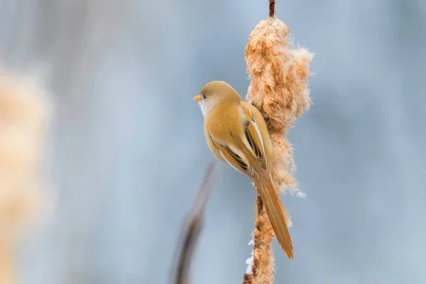 Mignon petit oiseau, Seins barbus, femelle Roseau barbu (panurus — Photo