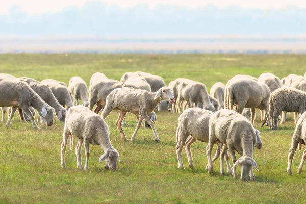 Flock of sheep, sheep on field — Stock Photo, Image