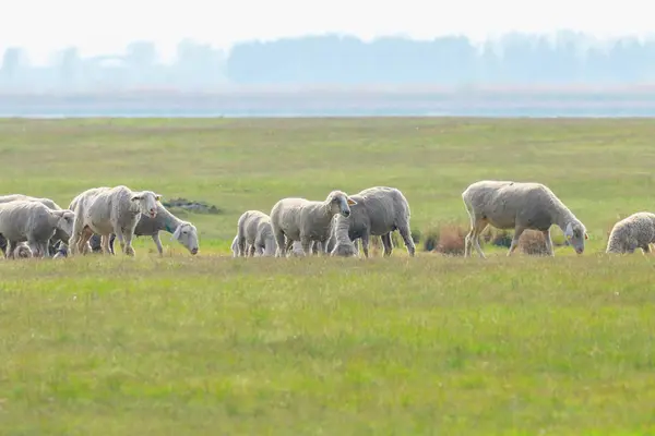 Flock av får, får på fältet — Stockfoto