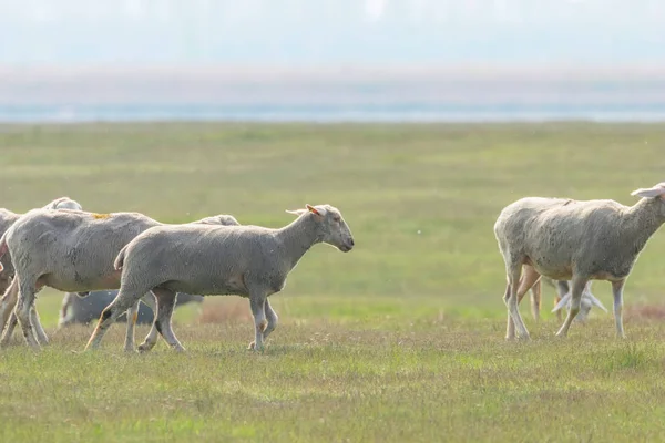 Flock av får, får på fältet — Stockfoto