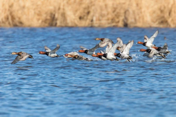Patos Pochard comunes que vuelan sobre el agua (Aythya ferina) — Foto de Stock
