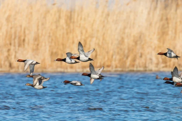 Patos Pochard comunes que vuelan sobre el agua (Aythya ferina) — Foto de Stock