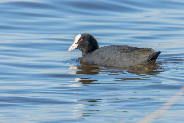 İnek yüzme (Fulica atra) Avrasya Yaban Ördeğini kapatın — Stok fotoğraf