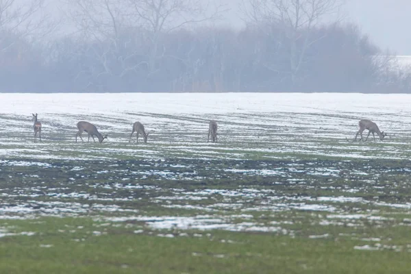 Srnec pastviny v zimě ráno (Capreolus capreolus) — Stock fotografie