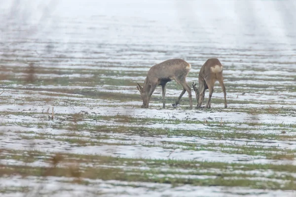 Téli reggel (Capreolus capreolus legeltetés őz) — Stock Fotó