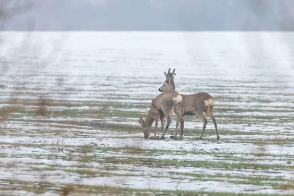 Srnec pastviny v zimě ráno (Capreolus capreolus) — Stock fotografie