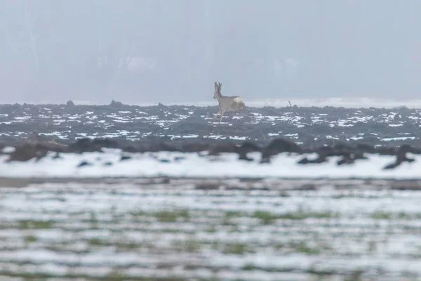 Roe Deer in зимнее утро (Capreolus capreolus) ) — стоковое фото