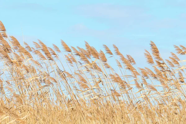 共通の葦、乾燥葦、青空、 (Phragmites australis) — ストック写真