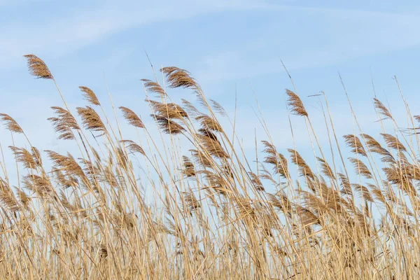 Trzcina zwyczajna, suche trzciny, błękitne niebo, (Phragmites australis) — Zdjęcie stockowe