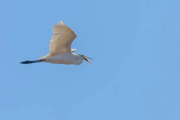 Great Egret latanie z ryb w dziób, (Ardea alba) Great Egret F — Zdjęcie stockowe