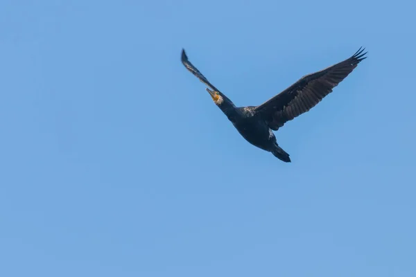 Great Cormorant в польоті (Phalacrocorax carbo ) — стокове фото