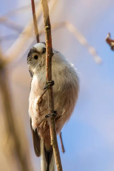 Mésange à longue queue sur la branche (Aegithalos caudatus) Petit oiseau mignon — Photo