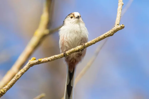 Langschwanzmeise auf Ast (aegithalos caudatus) niedlicher kleiner Vogel — Stockfoto