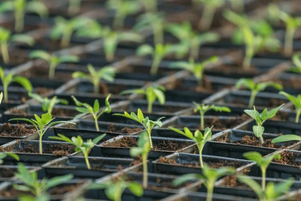 Gekeimte Tomaten. Tomatensetzlinge grüne Blätter. — Stockfoto