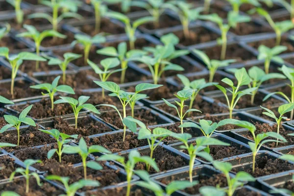 Pepper Seedlings, dedaunan muda lada, benih musim semi. Spr — Stok Foto