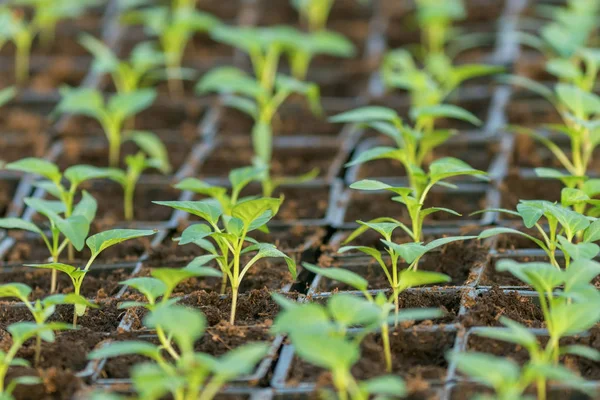 Paprika plantor, unga blad av peppar, våren plantor. Spr — Stockfoto