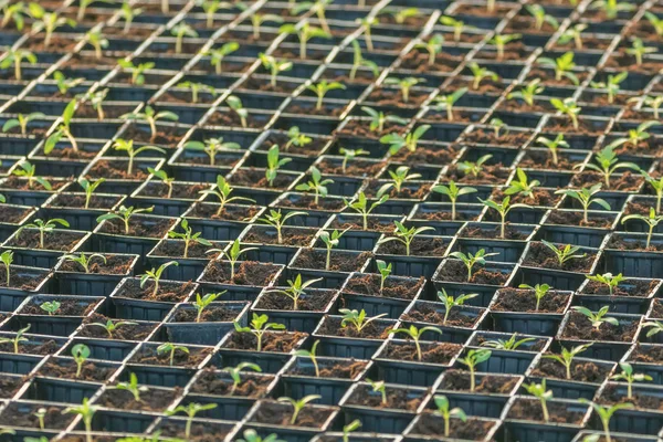 Sprouted Tomato. Potted Tomato Seedlings Green Leaves.