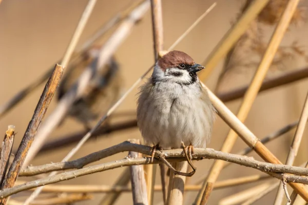 나뭇가지에 앉아 있는 나무 참새 (Passer montanus) 가까이 서 있다 — 스톡 사진