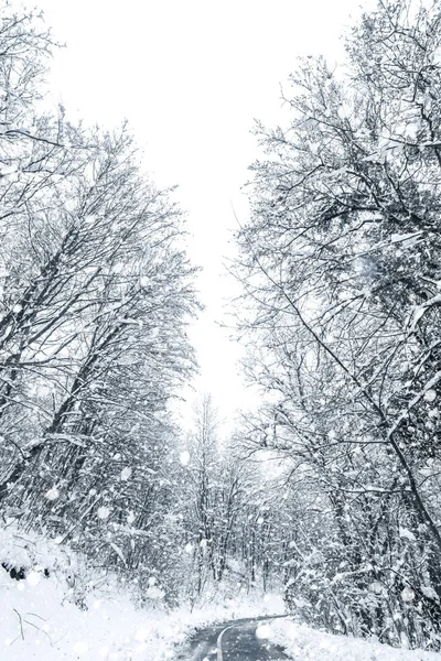 Зимний лес снежная дорога. Зимняя дорога с видом на снег. — стоковое фото