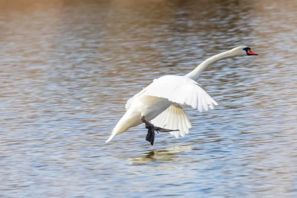 Aterragem de cisne em água — Fotografia de Stock