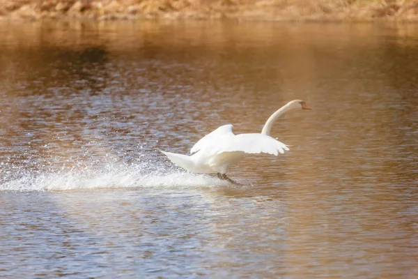 Лебедь приземляется на воду — стоковое фото