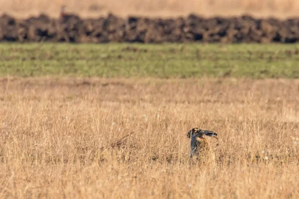 Europeiska Brown Hare (Lepus europeaus) gömmer sig i fältet våren tim Stockbild