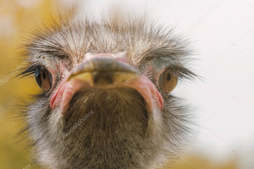 Ostrich Close up portrait, Close up ostrich head (Struthio camel
