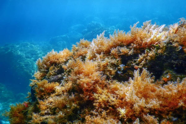 Sea Life Underwater View Sunlight, Underwater Life.