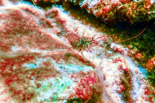 Kaya Karides Sualtı, Ortak Karides, (Palaemon Serratus) Altında — Stok fotoğraf