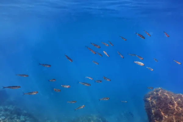 Scène sous-marine Lumière du soleil, poissons Vie sous-marine. — Photo