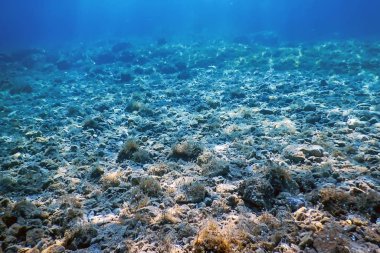 Deniz Yaşamı Sualtı Görünümü Güneş ışığı, Sualtı Yaşamı.