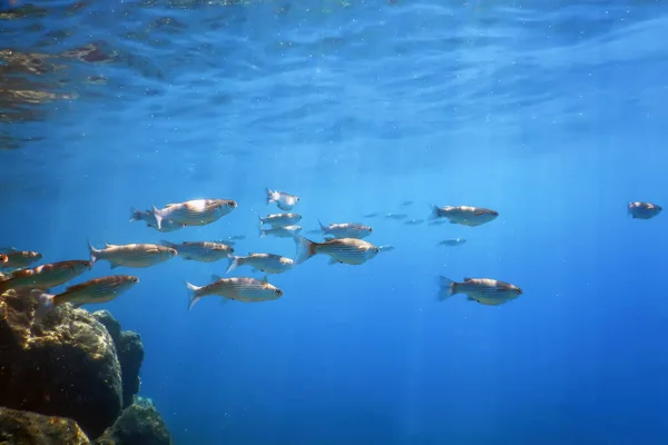 Unterwasserszene Sonnenlicht, Fische Unterwasserleben. — Stockfoto