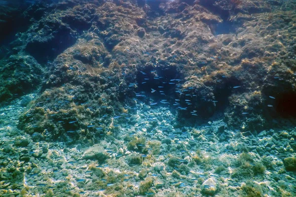 Sekély hal rock alatt vízfelszín víz alatti — Stock Fotó