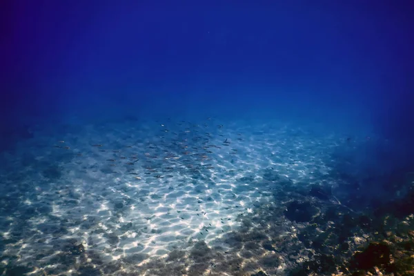 Víz alatti jelenet Napfény, hal Víz alatti élet. — Stock Fotó