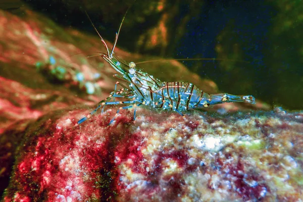 Rock Shrimp Underwater, Common Shrimp, (Palaemon Serratus) Under — Stock Photo, Image