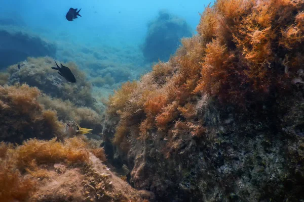 Underwater Scene Sunlight, fish Underwater Life.