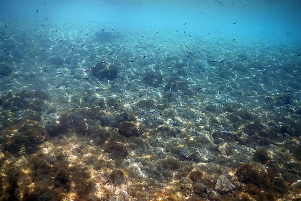 Підводна сцена Сонячне світло, риба Підводне життя . — стокове фото