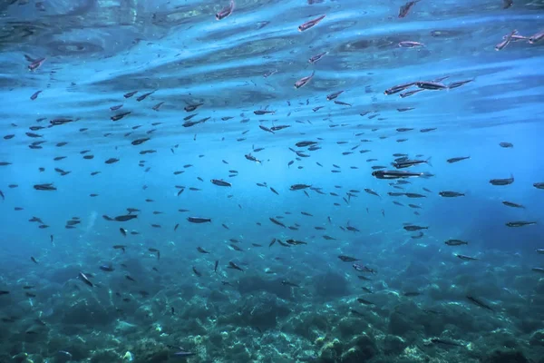 Silberfischschwärme im flachen Wasser, unter Wasser — Stockfoto