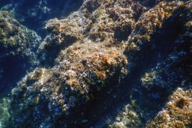 Deniz Yaşamı Sualtı Görünümü Güneş ışığı, Sualtı Yaşamı.