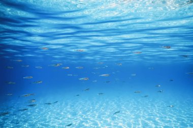 School of Fish Swimming over Sand Bottom in the Tropical Sea clipart
