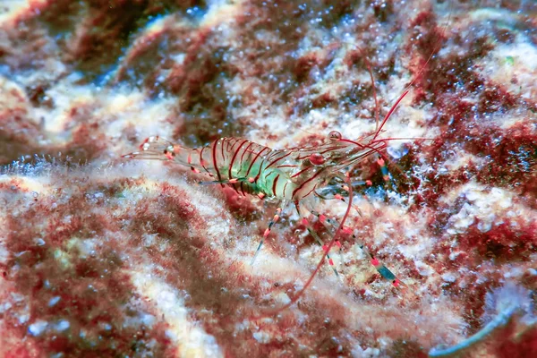 Crevettes rocheuses sous-marines, crevettes communes, (Palaemon Serratus) Sous — Photo
