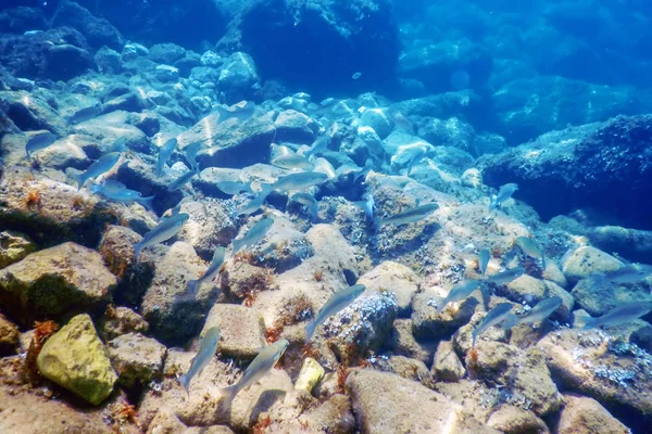 Unterwasserszene Sonnenlicht, Fische Unterwasserleben. — Stockfoto