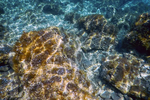 Sea Life Underwater View Sunlight, Underwater Life. — Stock Photo, Image