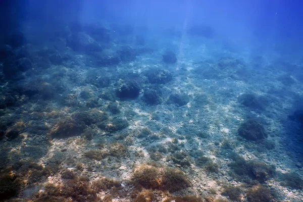 Sea Life Underwater View Sunlight, Underwater Life.