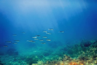 School of Silver Fish in Shallow Water, Underwater clipart