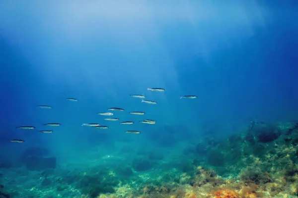 School van zilver vissen in ondiep water, onderwater — Stockfoto